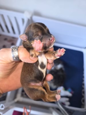 Les chiots de Bichon Havanais