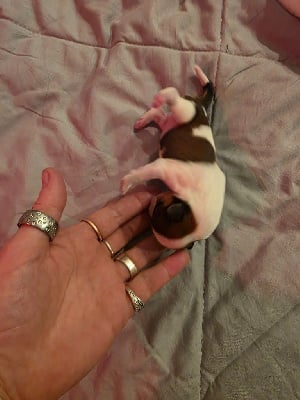 Les chiots de Bichon Havanais