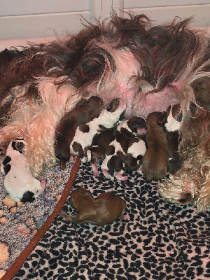 Les chiots de Bichon Havanais