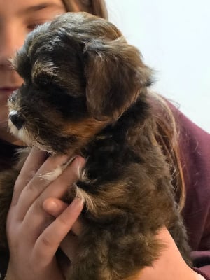 Les chiots de Bichon Havanais