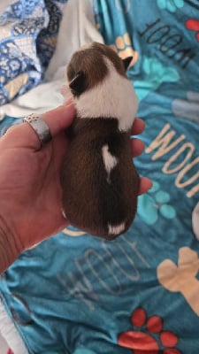 Les chiots de Bichon Havanais