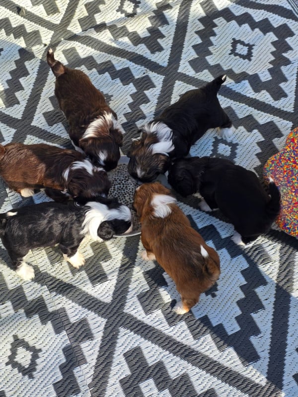 Bichon Havanais - Du Rocher De La Haute Vilaine