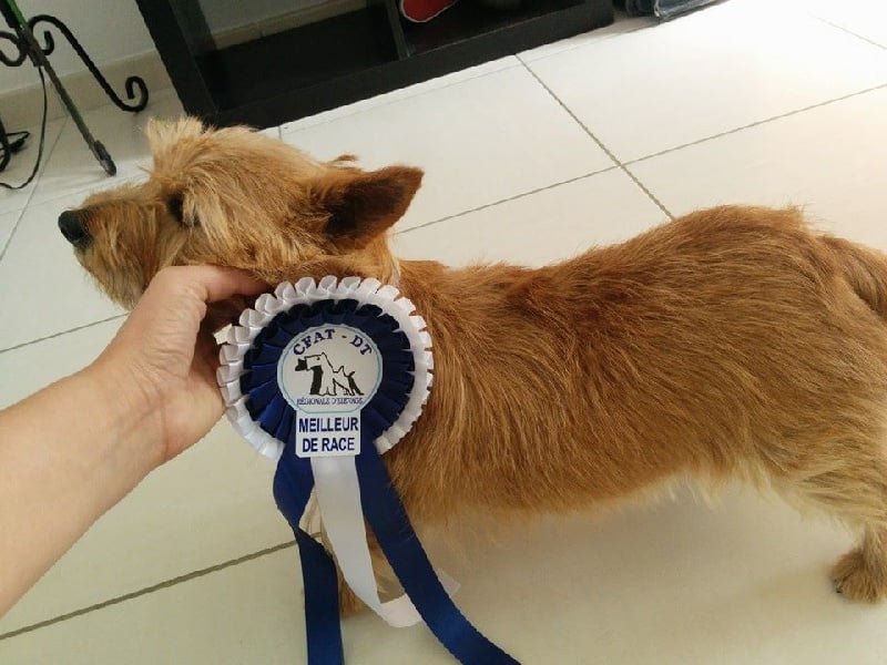 Eireen Des coeurs d'alène - 1 ERE EXCELLENTE MEILLEUR DE RACE