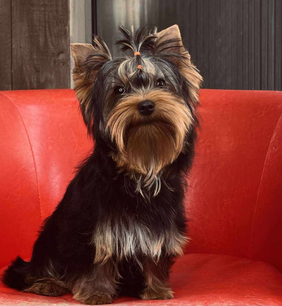 Arthur it's me Du Mas Des Yorkies Love