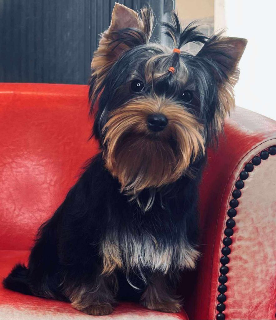 Arthur it's me Du Mas Des Yorkies Love
