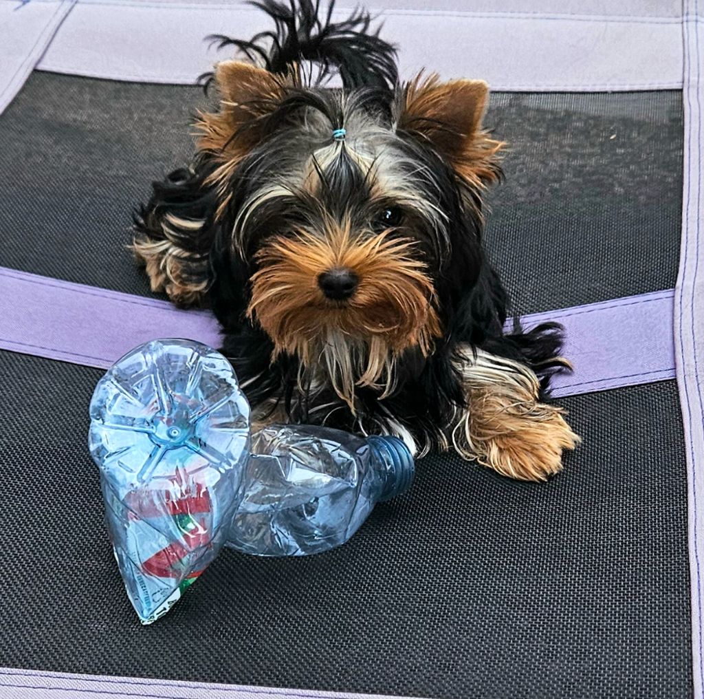 Arthur it's me Du Mas Des Yorkies Love