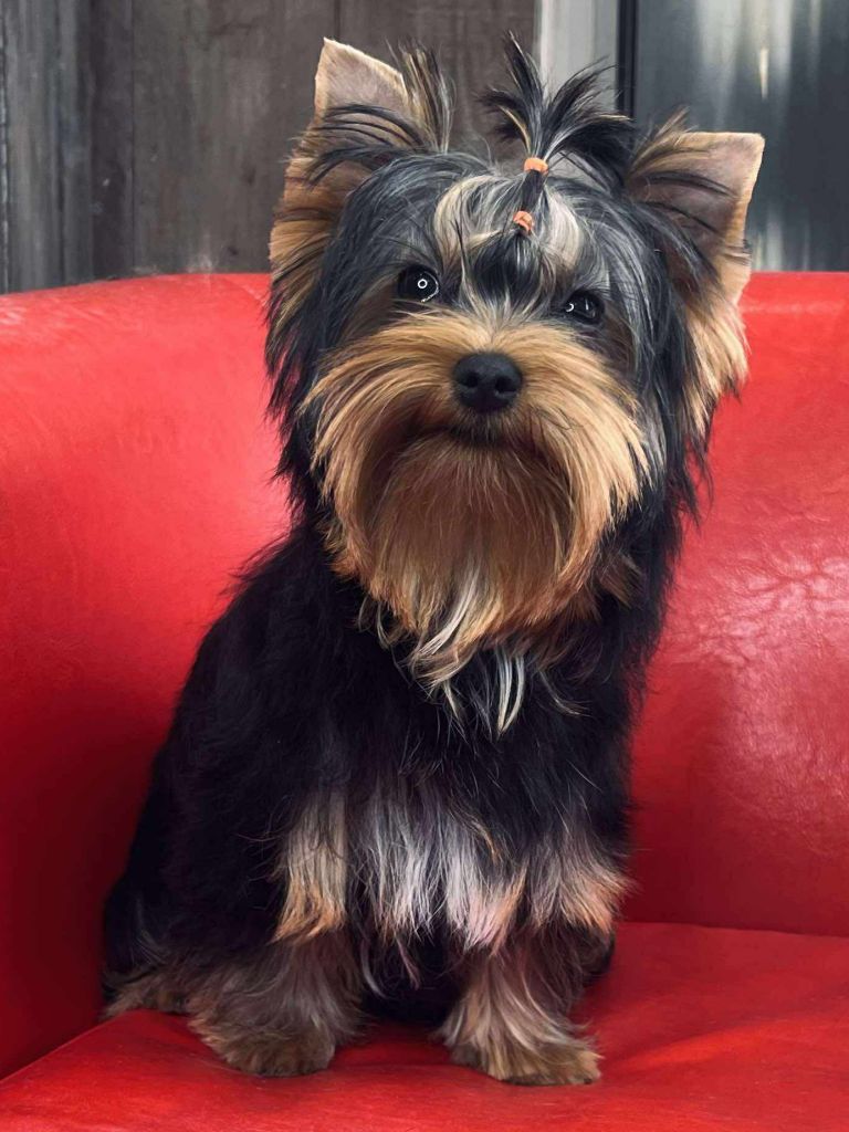 Arthur it's me Du Mas Des Yorkies Love