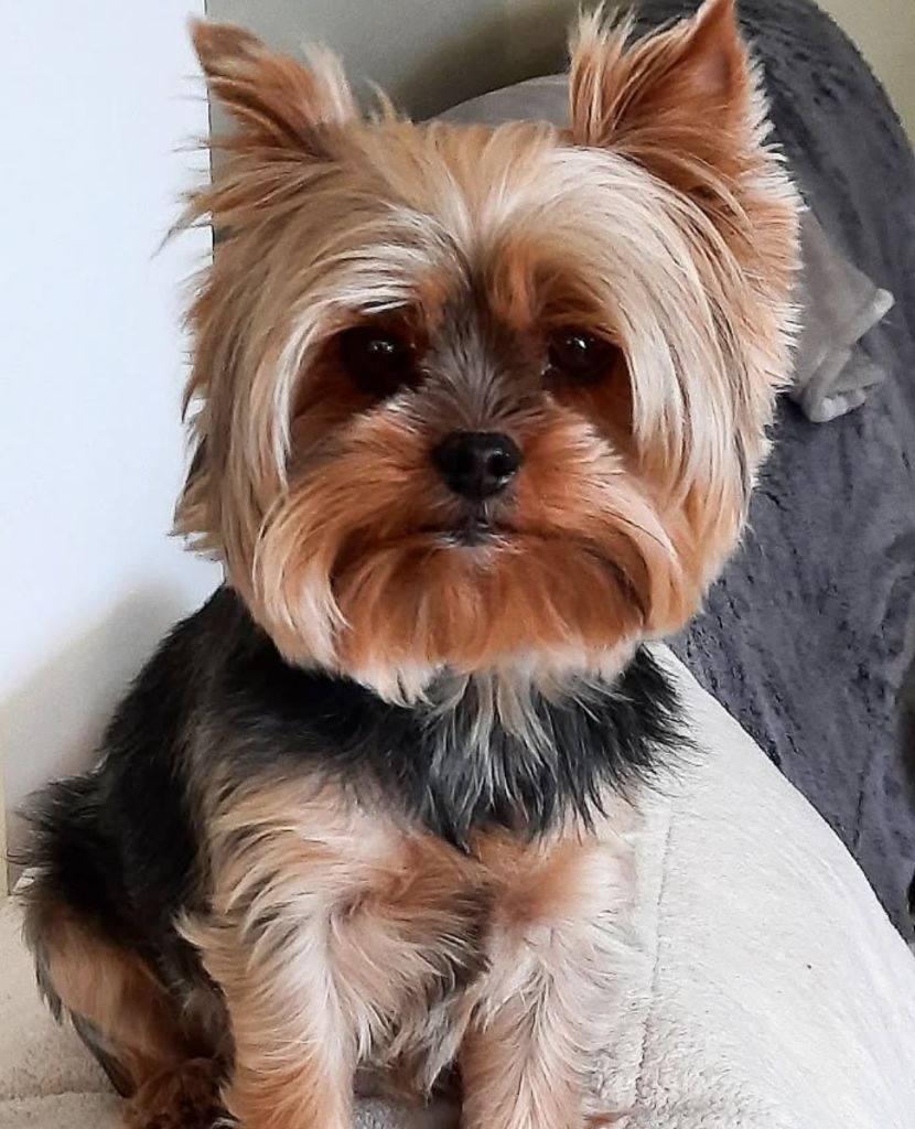 Preston junior Du Mas Des Yorkies Love