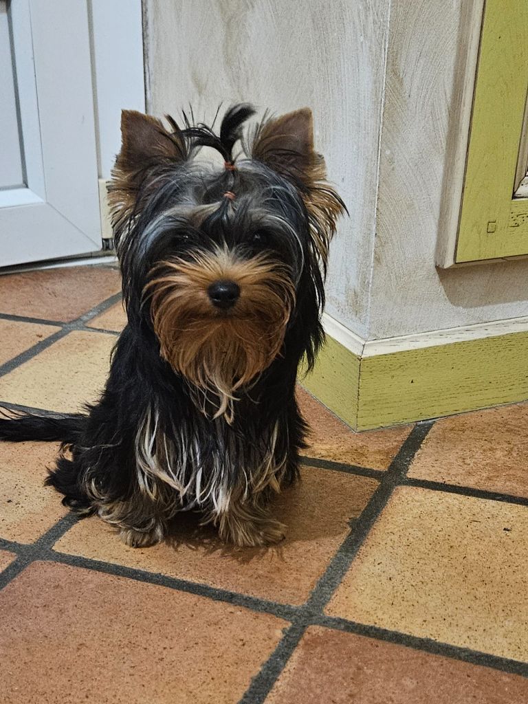 Arthur it's me Du Mas Des Yorkies Love