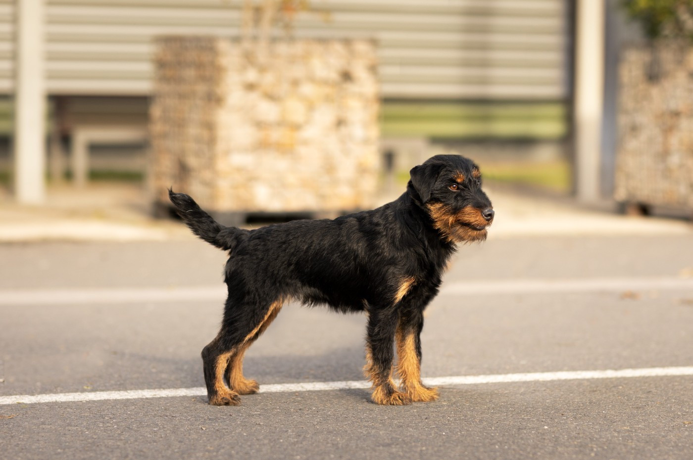 Publication : De Pech & Catmalou Auteur : catmalou