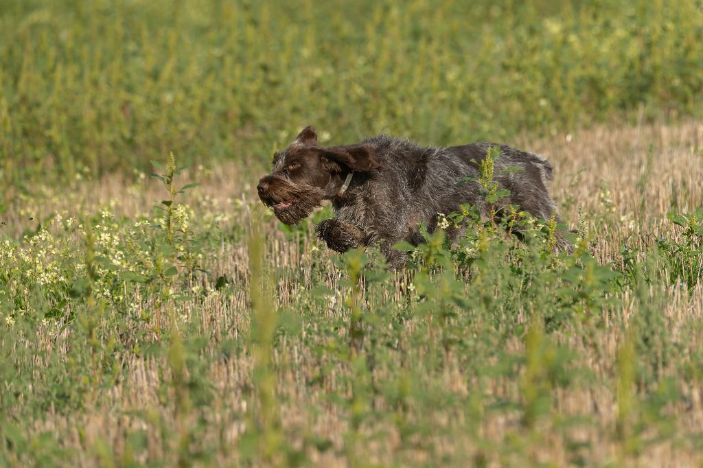 CH. Ursia (Sans Affixe)