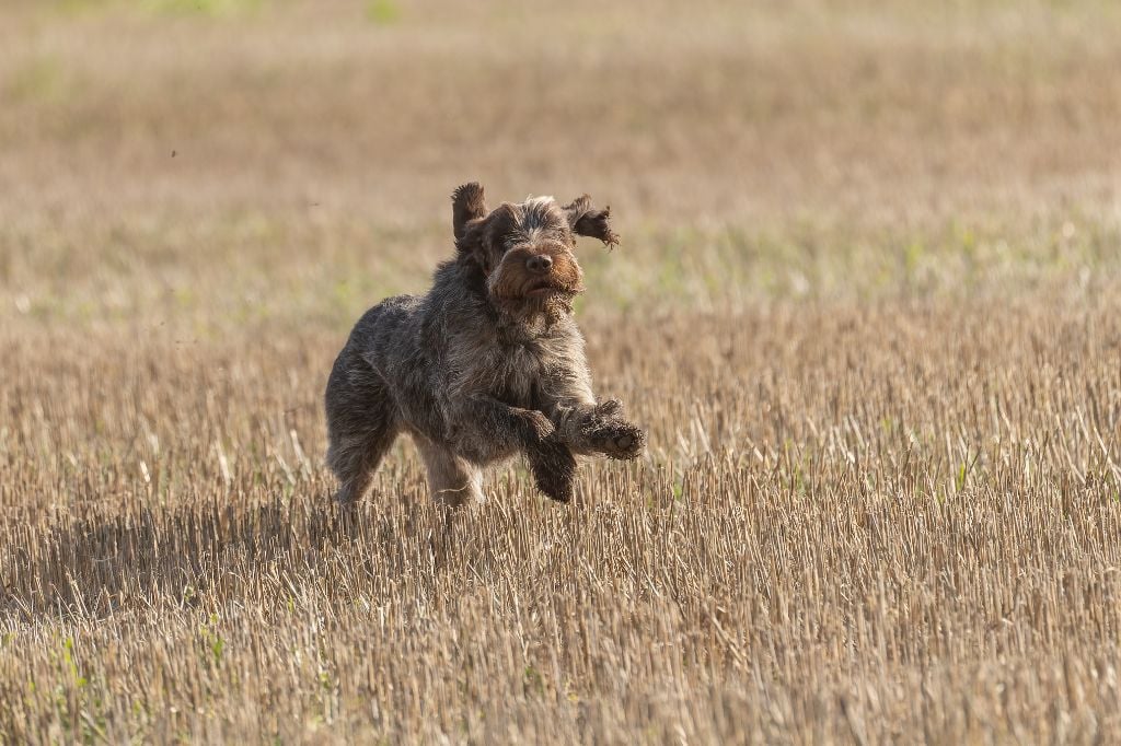 CH. Ursia (Sans Affixe)