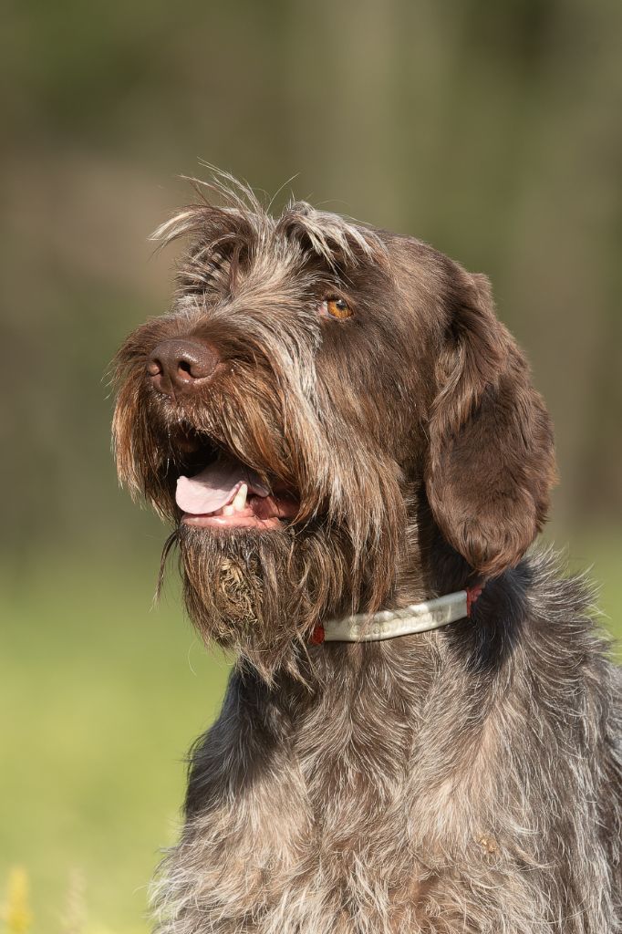 CH. Ursia (Sans Affixe)