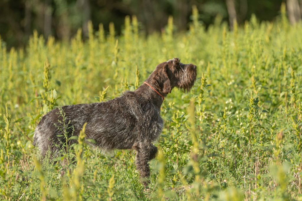 CH. Ursia (Sans Affixe)