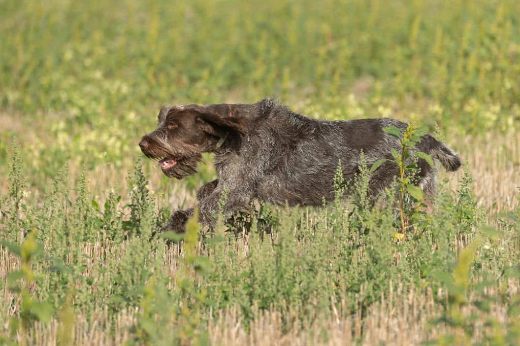 CH. Ursia (Sans Affixe)