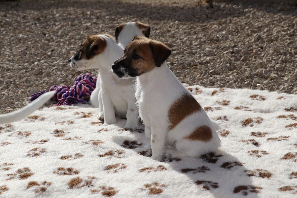 Chiot Fox Terrier Poil Lisse à Donner