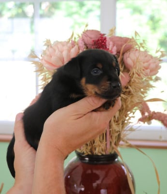 BO'GOSS - Collier Orange - Terrier de chasse allemand