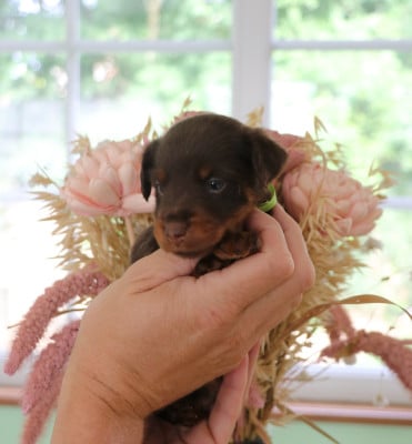 BANDIT - Collier Vert - Terrier de chasse allemand