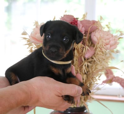 BARJO - Collier Beige - Terrier de chasse allemand