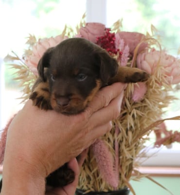 BOOSTER - Collier Marron - Terrier de chasse allemand