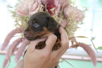 Terrier de chasse allemand