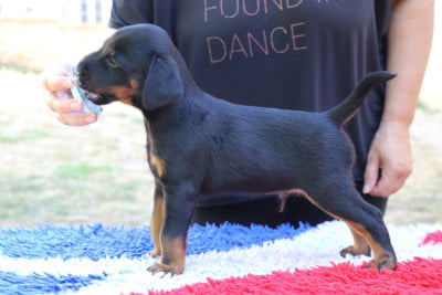 Les chiots de Terrier de chasse allemand