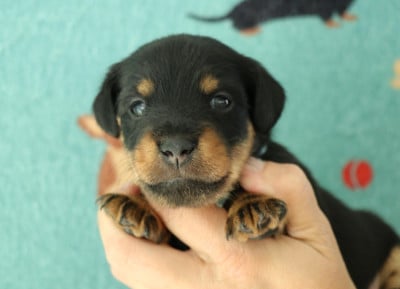 Terrier de chasse allemand