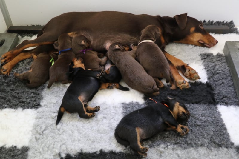 Terrier de chasse allemand - De Pech & Catmalou