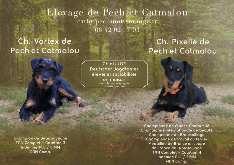 Terrier de chasse allemand - De Pech & Catmalou