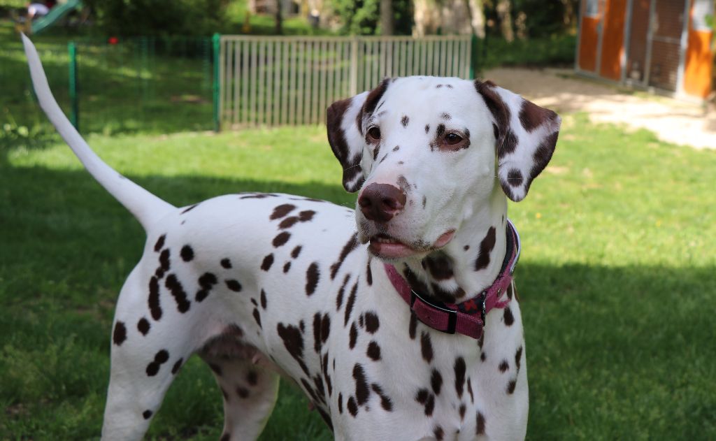 Accueil Elevage De Pech & Catmalou eleveur de chiens Dalmatien