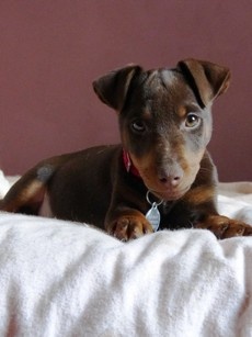 Accueil Elevage De Pech & Catmalou eleveur de chiens Terrier de