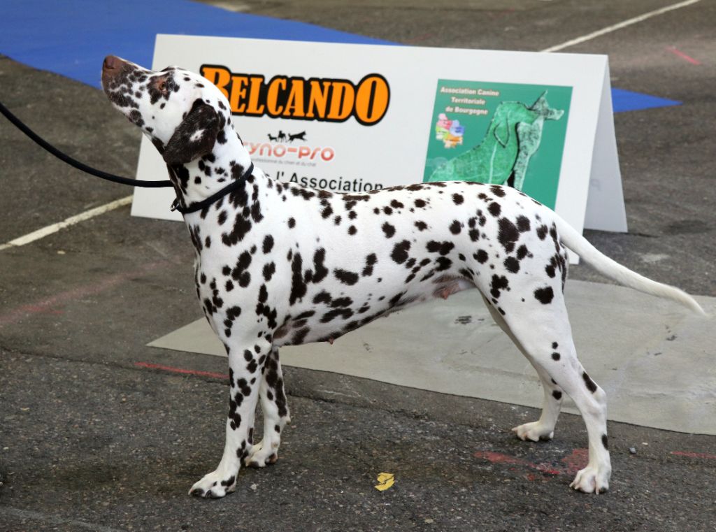 Rubbie danaïs Of The Love Spots - 1er EXCELLENT - CACS