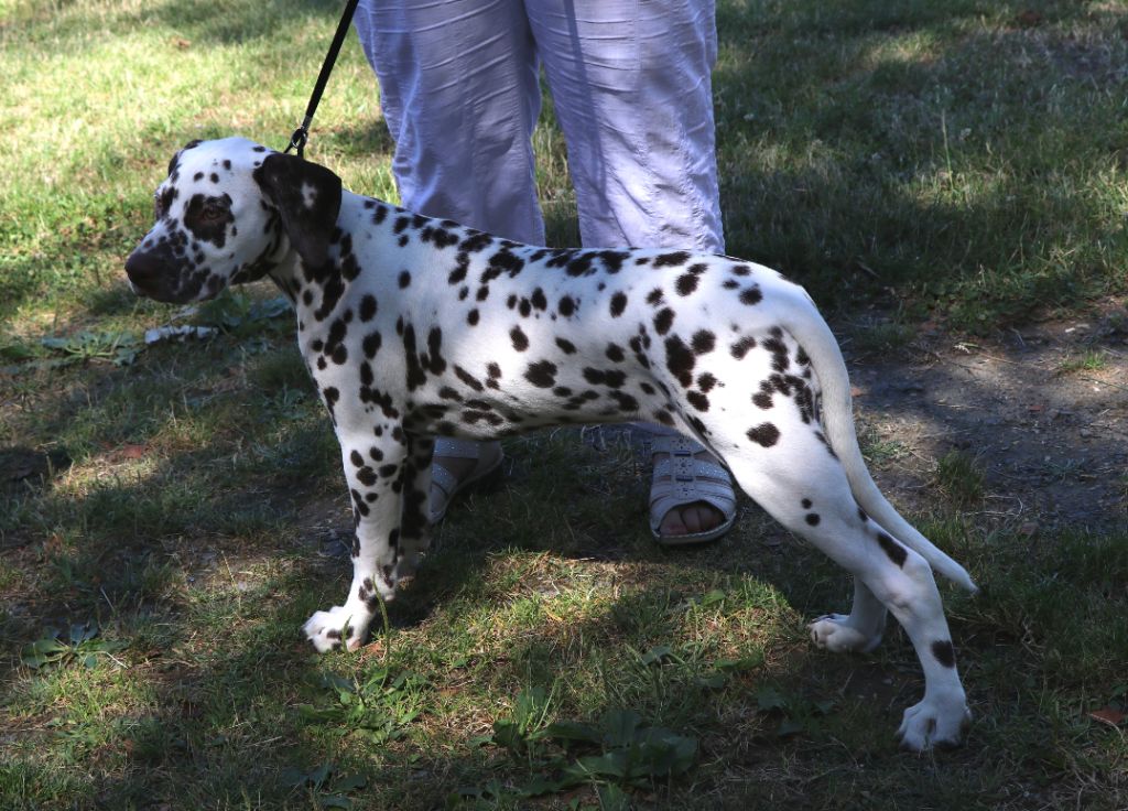 Rubbie danaïs Of The Love Spots - 1er TRES PROMETEUR - MEILLEURE BABY FEMELLE