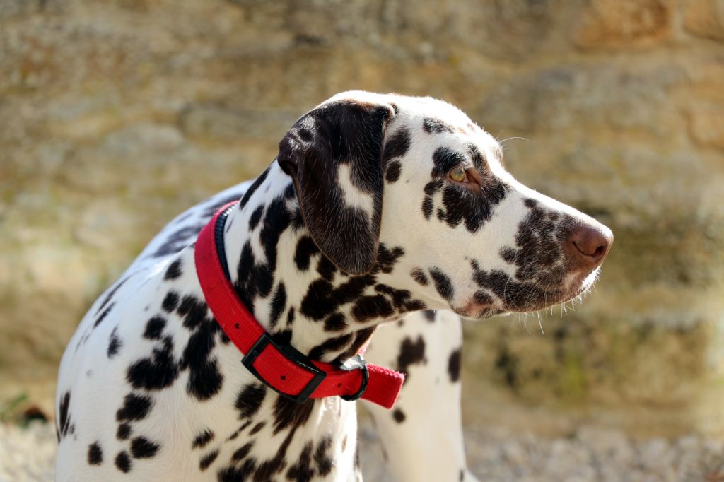 Rubbie danaïs Of The Love Spots - Très Prometteur Classe Puppy