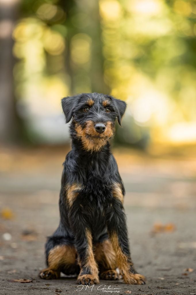 Vortex De Pech & Catmalou - 1er EXC CACSJ BOBJ BOB