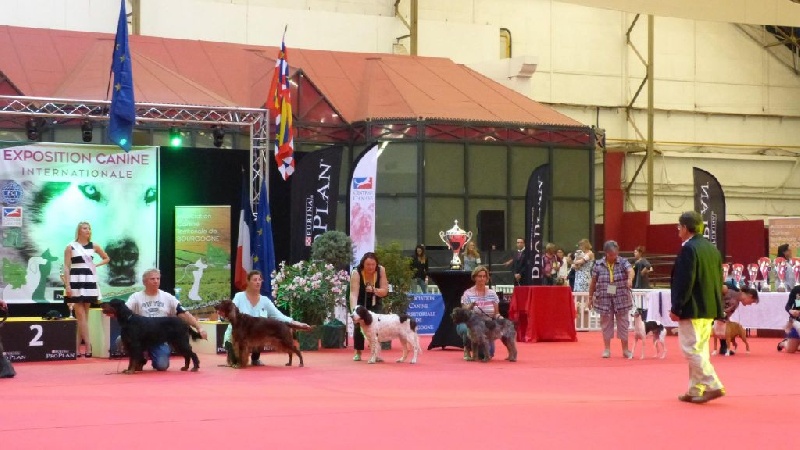 Diane (Sans Affixe) - 1er Excellent Classe Vétéran, Meilleur Vétéran, Meilleur de Race Sexe Opposé