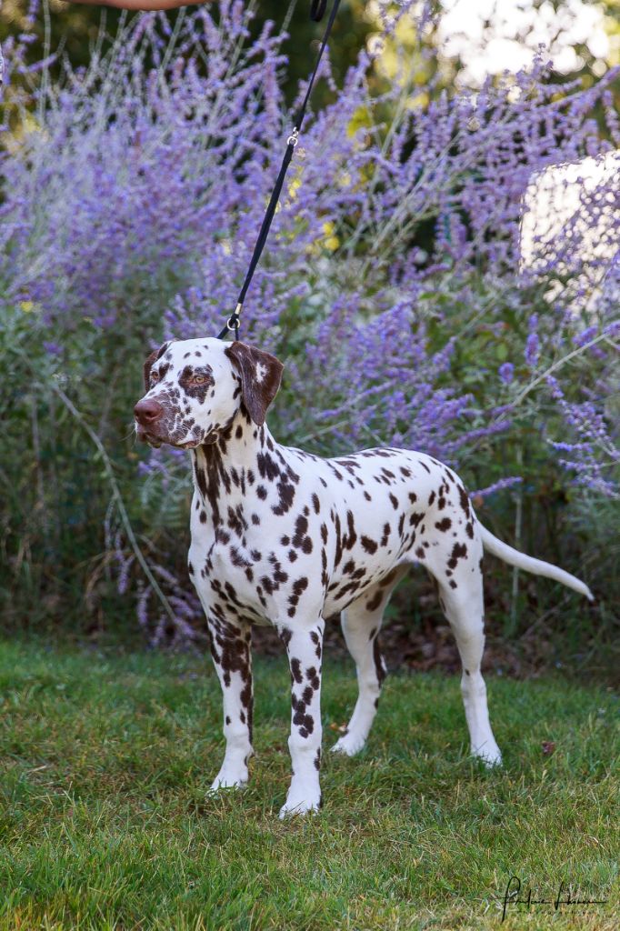 Rubbie danaïs Of The Love Spots - Très Prometteur Classe Baby