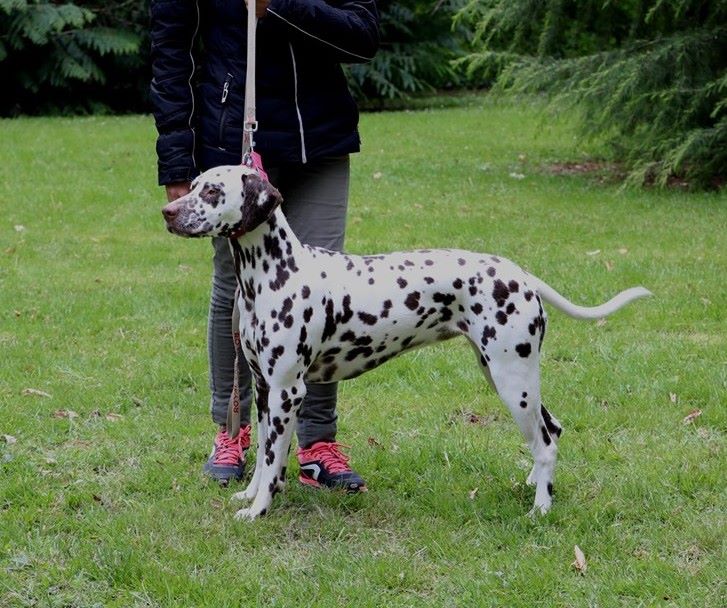 Rubbie danaïs Of The Love Spots - 2ème EXCELLENT (Classe Jeune)