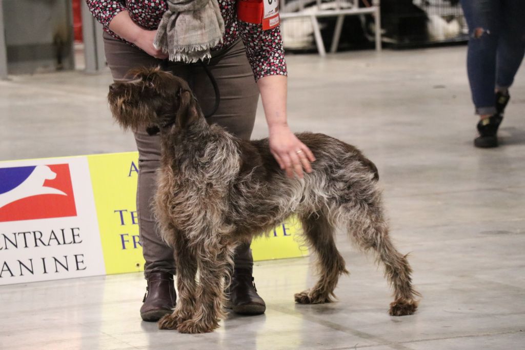 Diane (Sans Affixe) - 1er EXCELLENT - MEILLEUR VETERAN