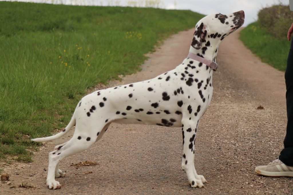 Valsuzon De Pech & Catmalou - 1er Très Bon Classe Jeune - Confirmée au LOF