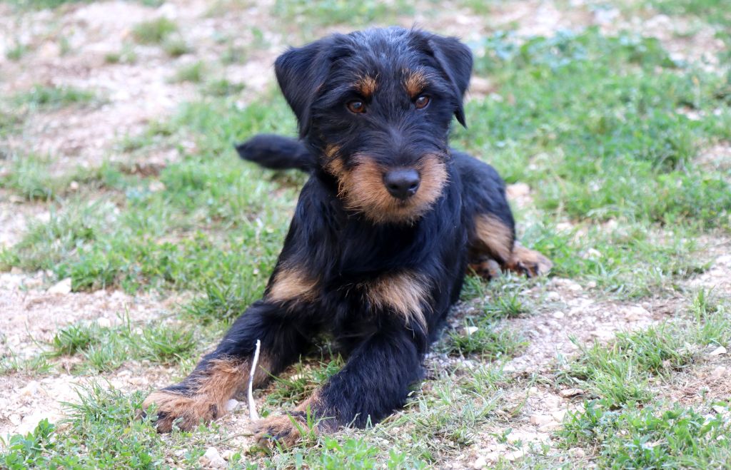 Vortex De Pech & Catmalou - 1er EXCELLENT Classe Jeune - Confirmation au LOF