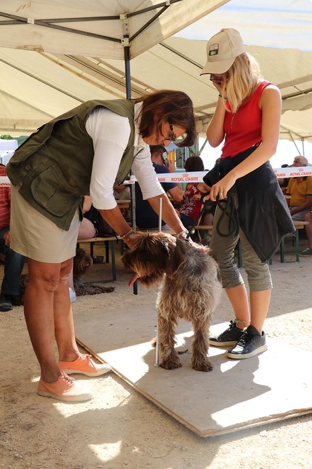 Diane (Sans Affixe) - 1er EXCELLENT - MEILLEUR VETERAN