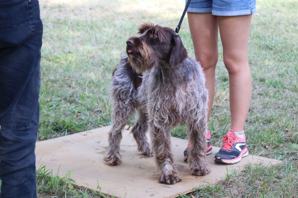 Diane (Sans Affixe) - 1er Excellent Meilleur Vétéran