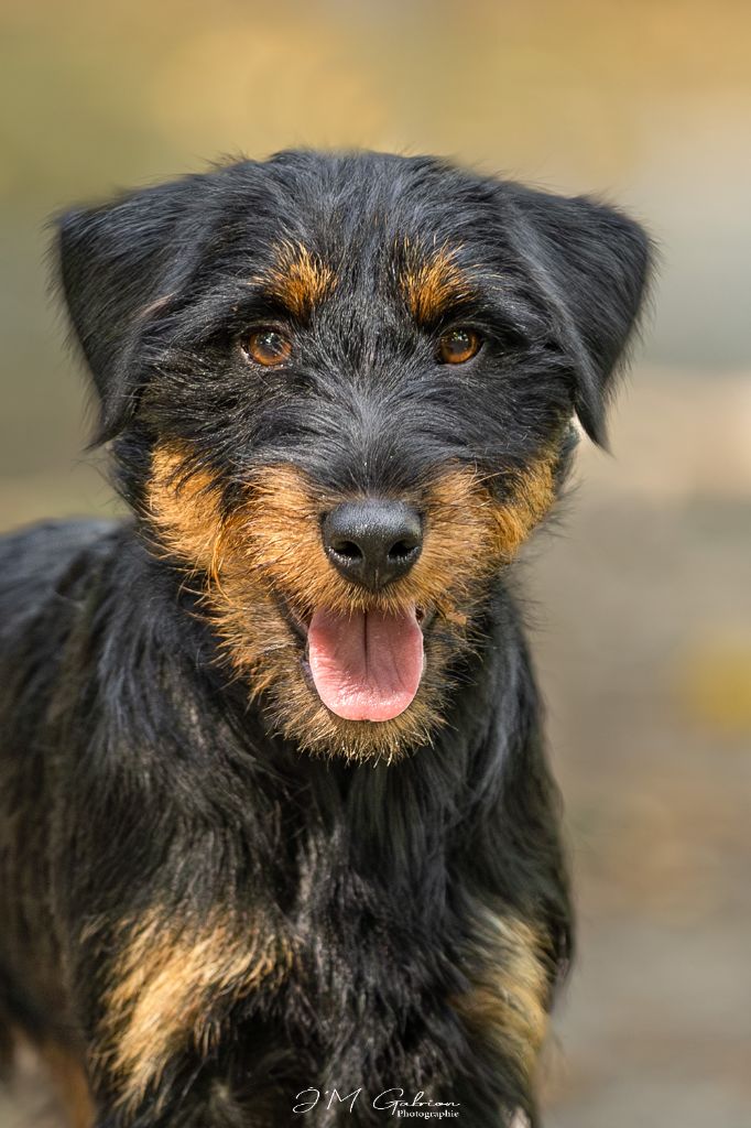 Vortex De Pech & Catmalou - 1er Excellent CACSJ BOBJ BOB