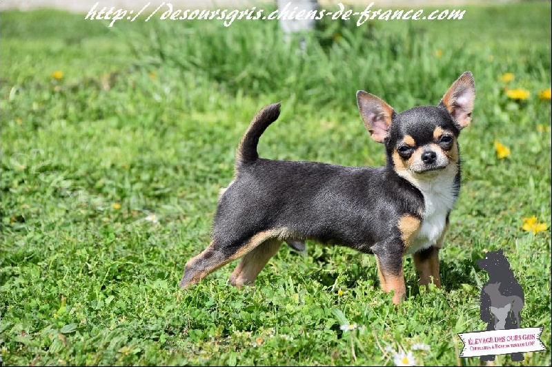 Publication : Des Ours Gris