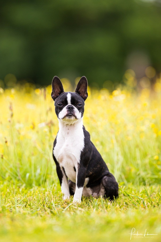 Publication : Des Ours Gris