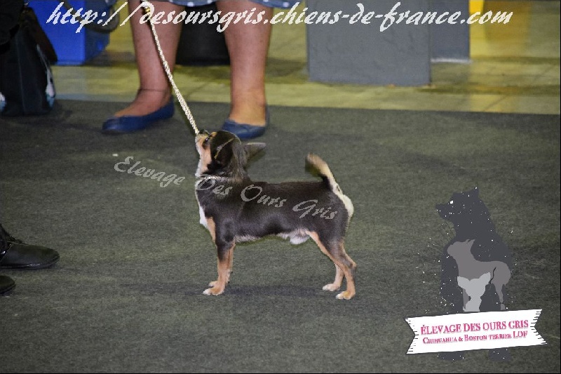 Publication : Des Ours Gris