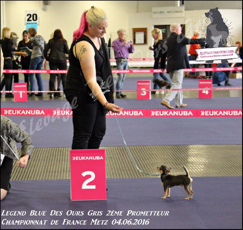 Publication : Des Ours Gris