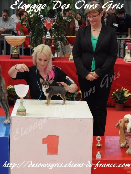 Publication : Des Ours Gris