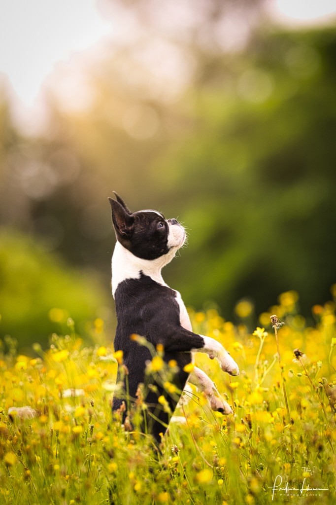 Publication : Des Ours Gris